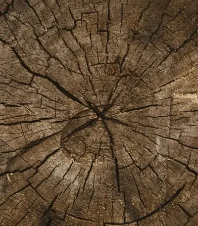 macro photography of brown plank