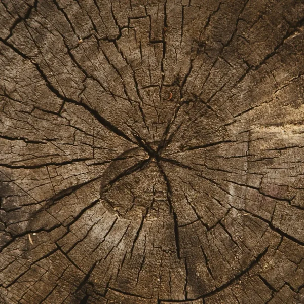 macro photography of brown plank